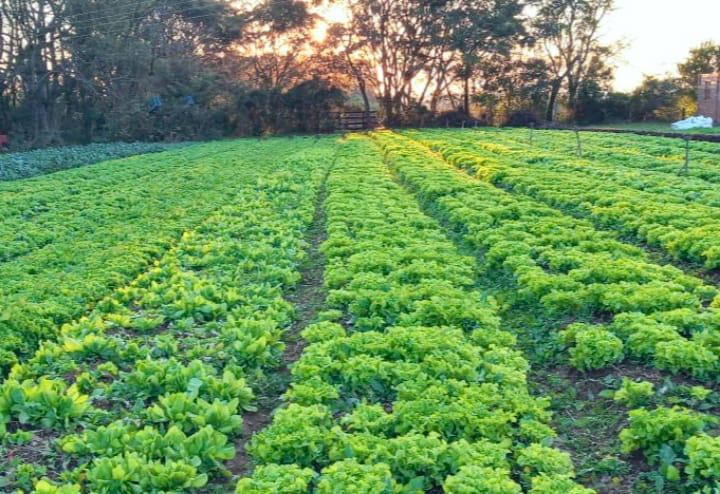 🍉 ABERTA CHAMADA DE PRODUTOS DA AGRICULTURA FAMILIAR PARA A MERENDA ESCOLAR