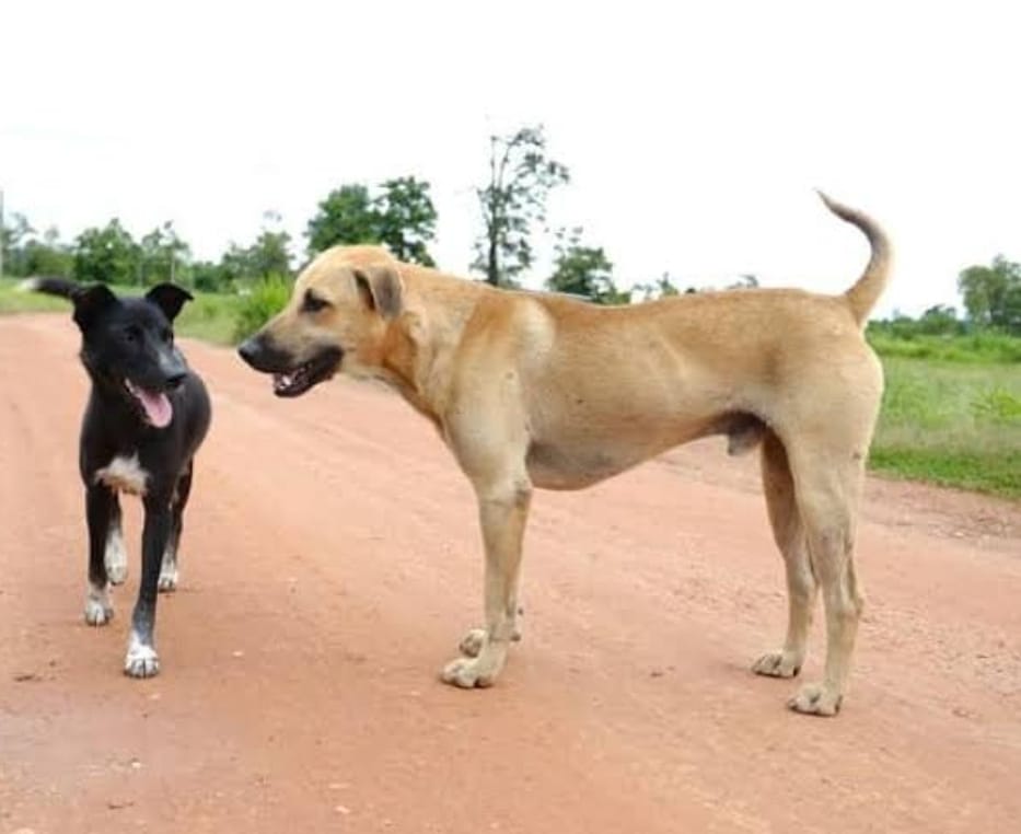 CASTRAÇÕES PREVINEM NASCIMENTO DE 7 MIL ANIMAIS DE RUA EM 2023